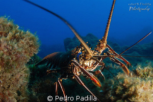 Lobster
F5.6 @ 1/30s ISO100 by Pedro Padilla 